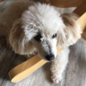 Meet your Posher, Kim